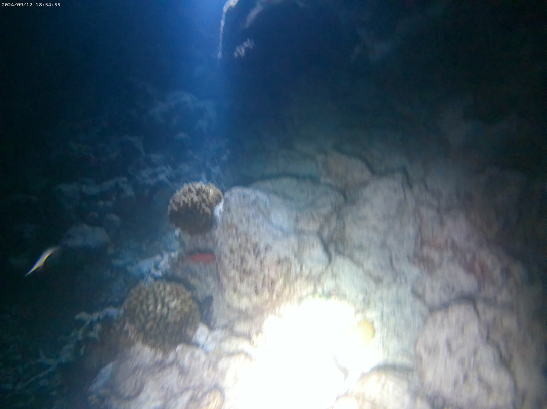 Joy Dive Maldives-萨芙莉岛必去景点