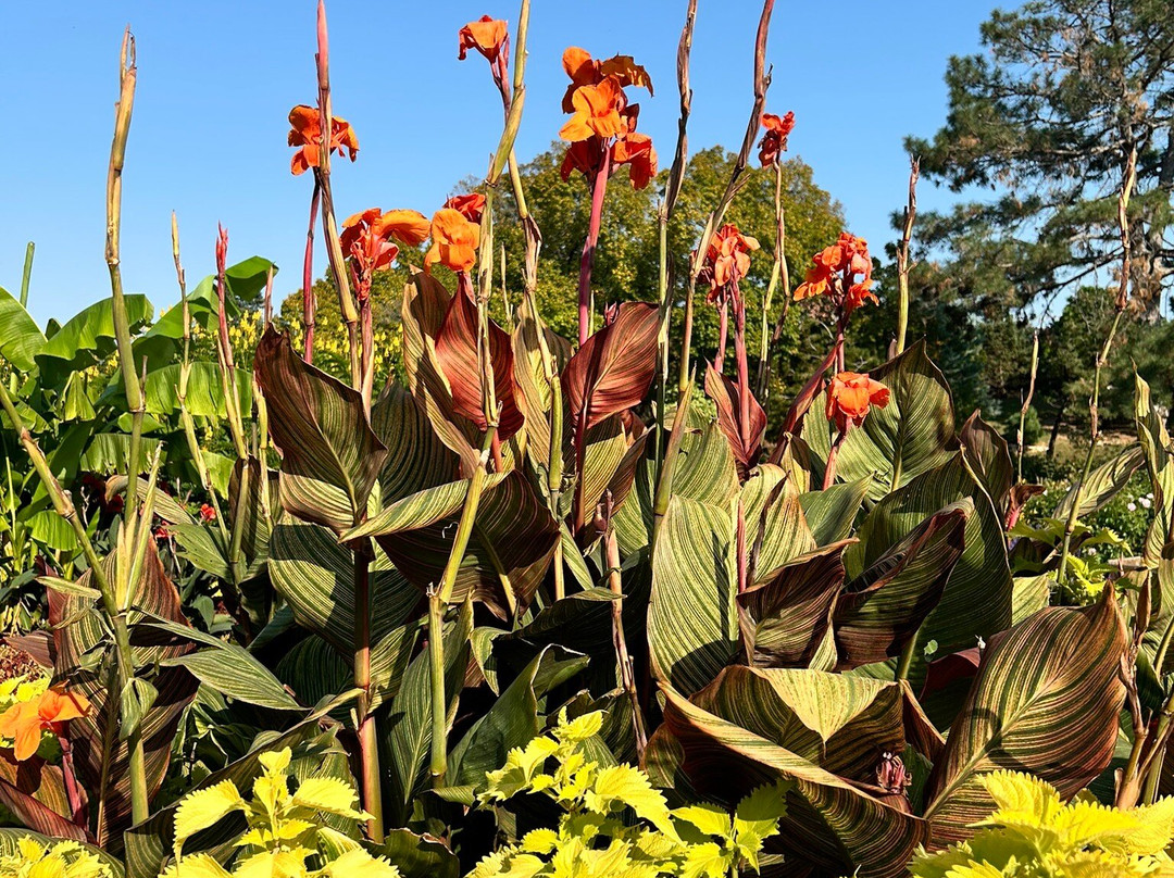 Botanica: The Wichita Gardens-威奇托必去景点