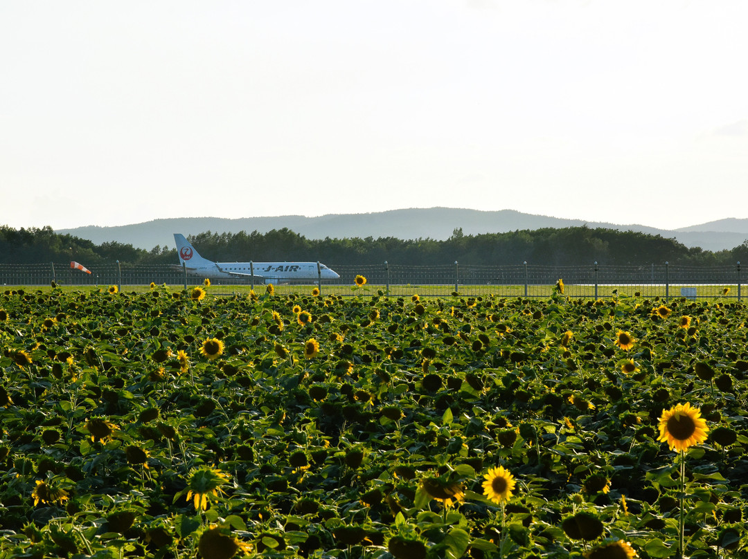 大空町 向日葵花田-大空町必去景点