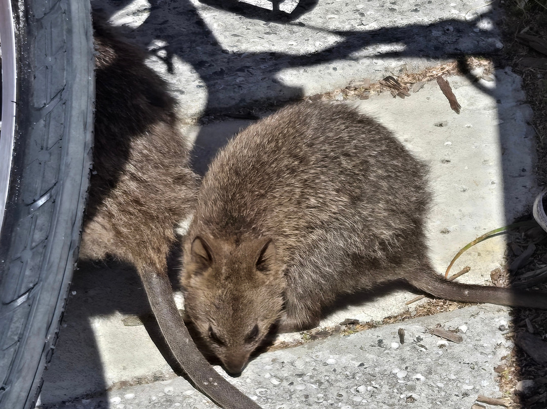 SeaLink Rottnest Island-弗里曼特尔必去景点