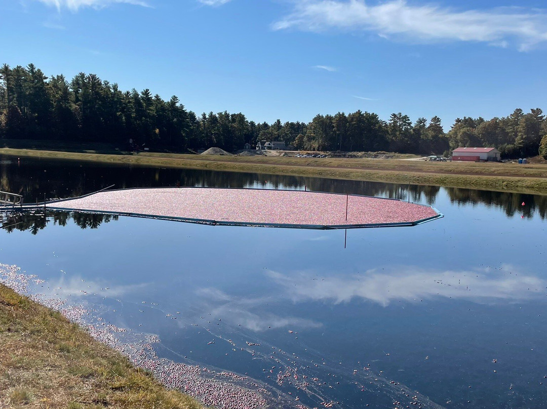 Hartley Family Farm Cranberry Bog Tours-Rochester必去景点