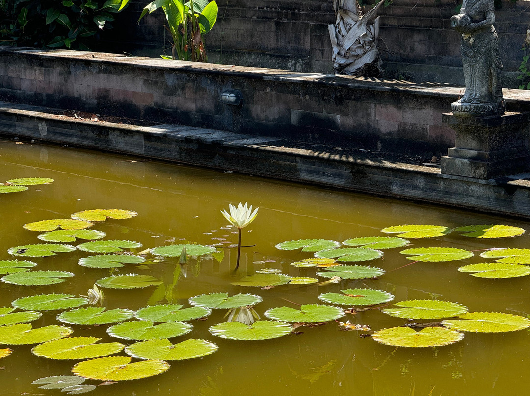 Get Your Bali Driver-罗威那海滩必去景点
