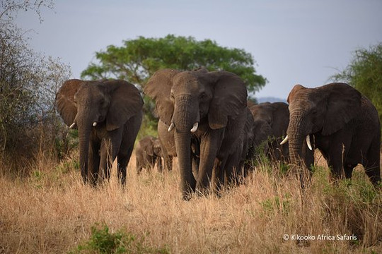 Kikooko Africa Safaris