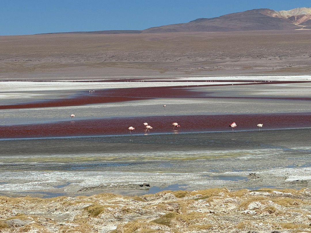 Eduardo Avaroa National Reserve of Andean Fauna景点图片