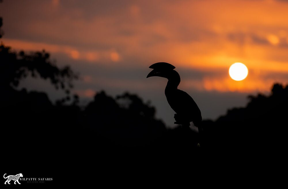 Wilpattu Safaris-Nochchiyagama必去景点