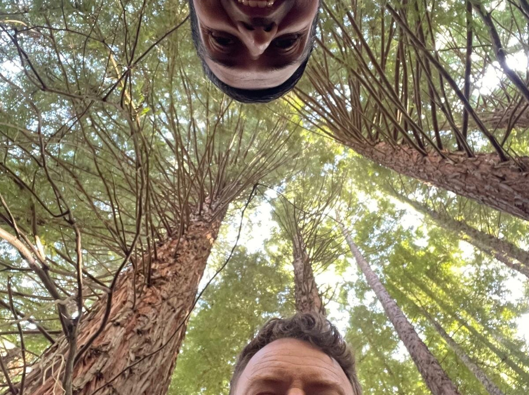 Redwood Forest-华伯登必去景点