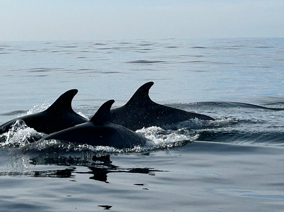SoCal Whale Watching-长滩必去景点