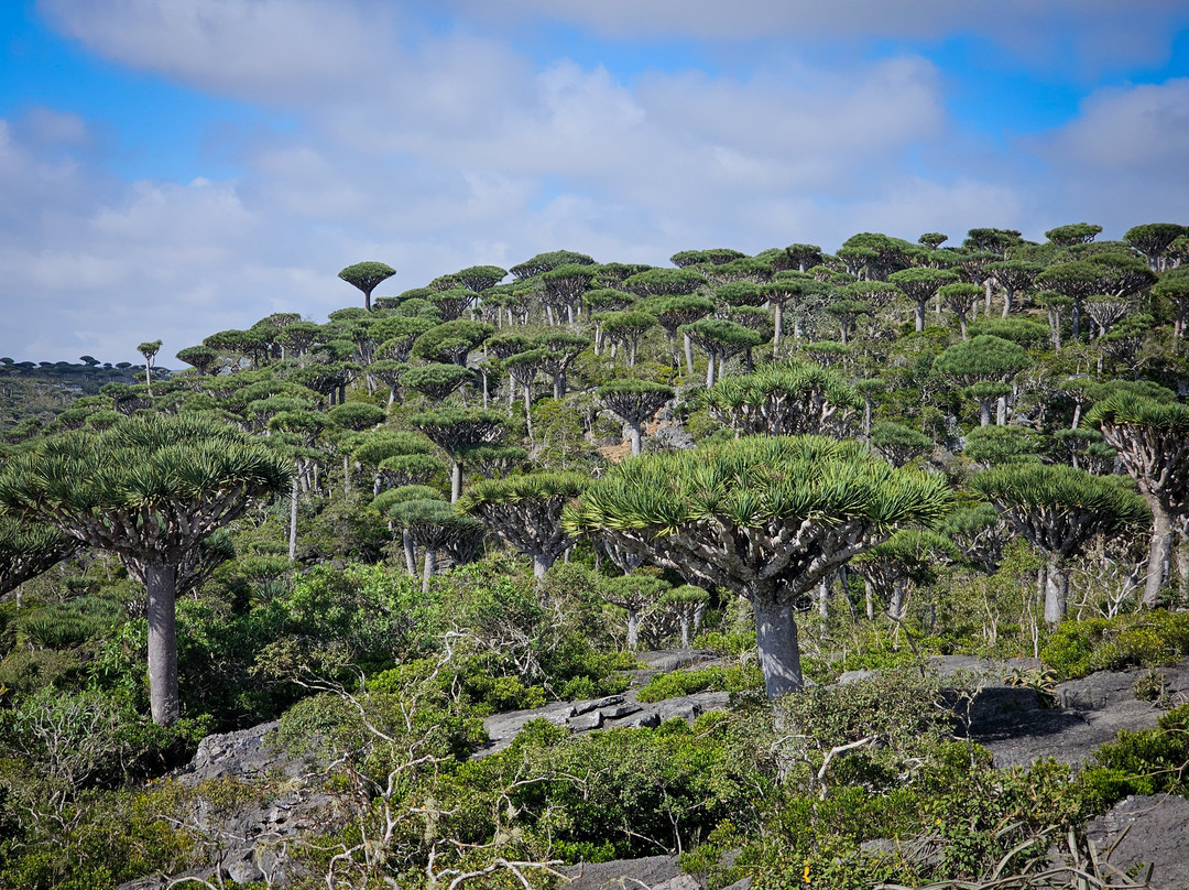 Socotra Trek Tours景点图片