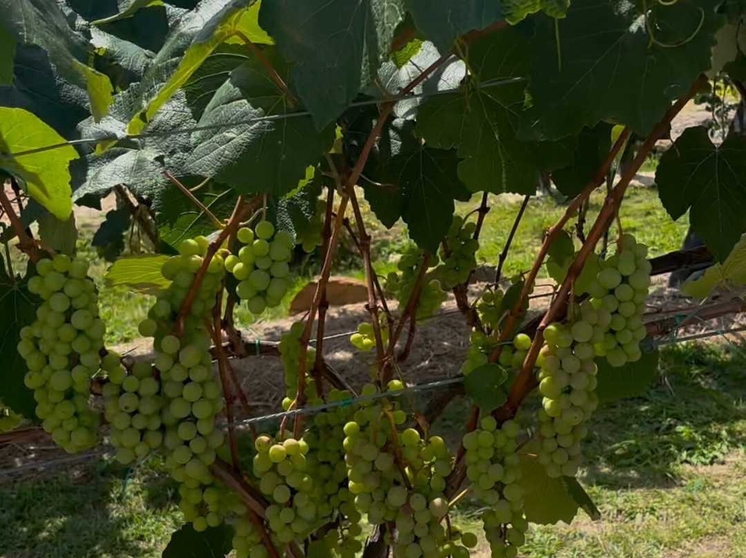 Viñedo Abarán-Sutamarchan必去景点