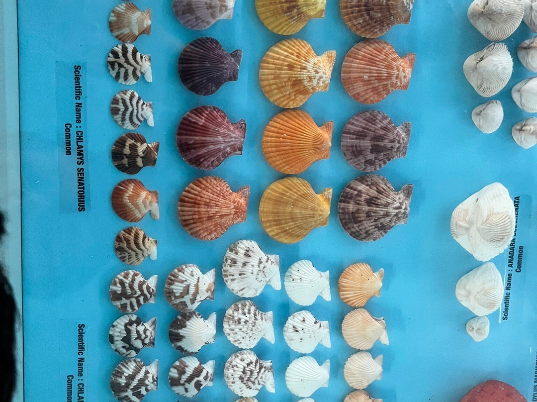 India Seashell Museum-玛玛拉普蓝必去景点