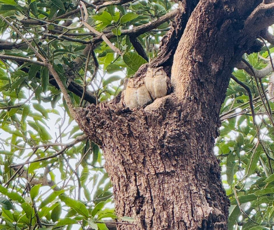 Fragrance of Taj Tours-阿格拉必去景点