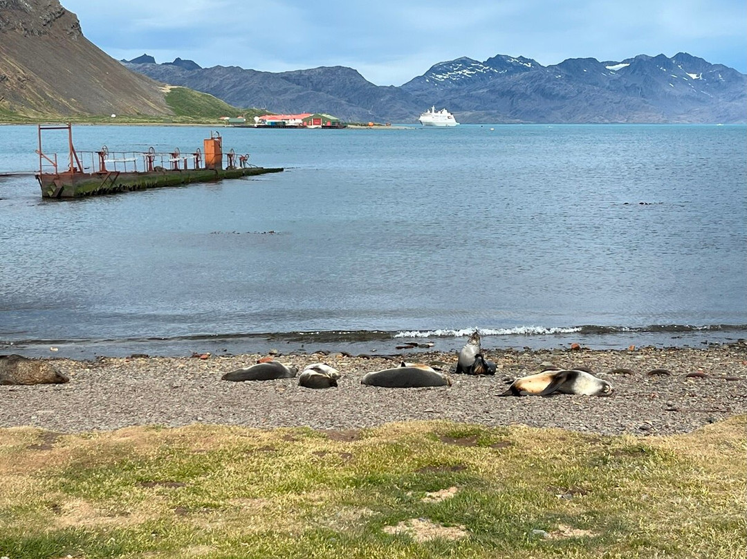 Grytviken Whaling Station-Grytviken必去景点