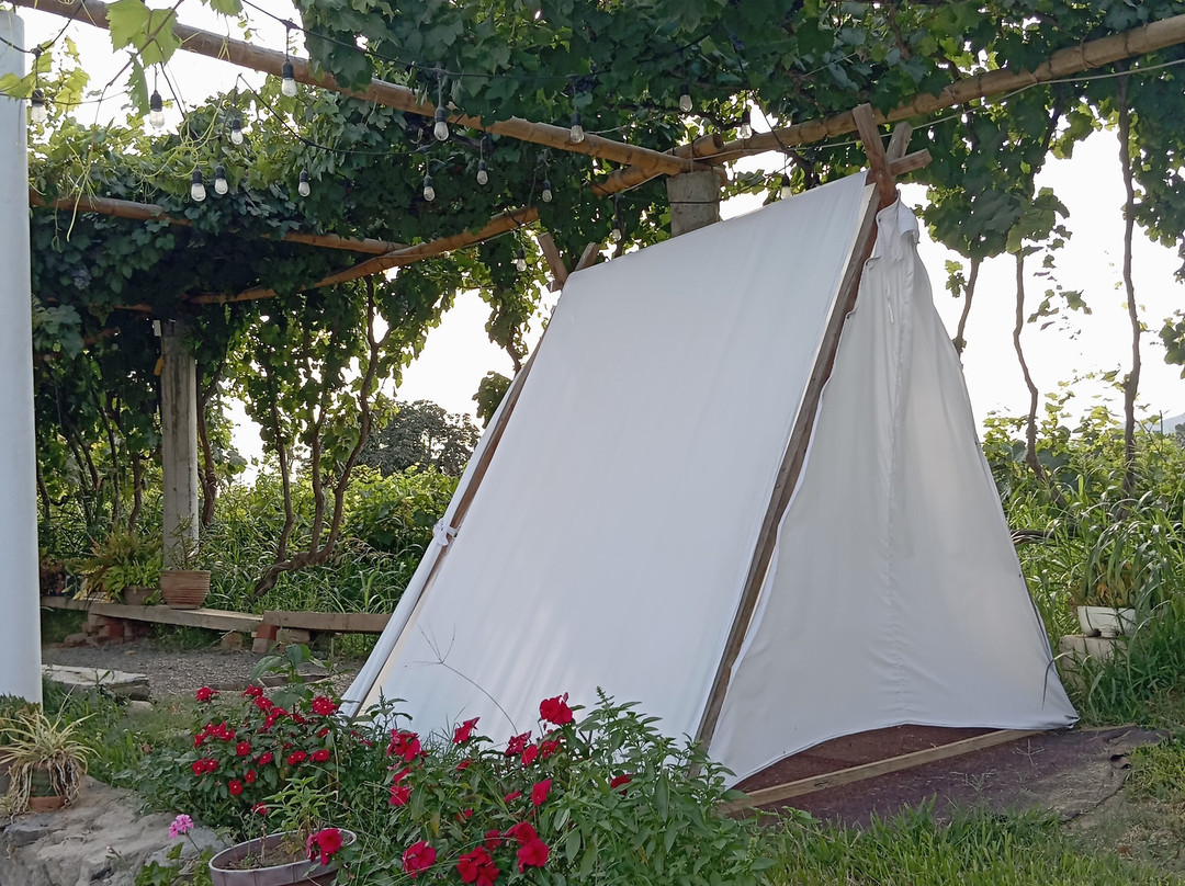 Bodega Y Viñedo Sotelo-伊卡必去景点