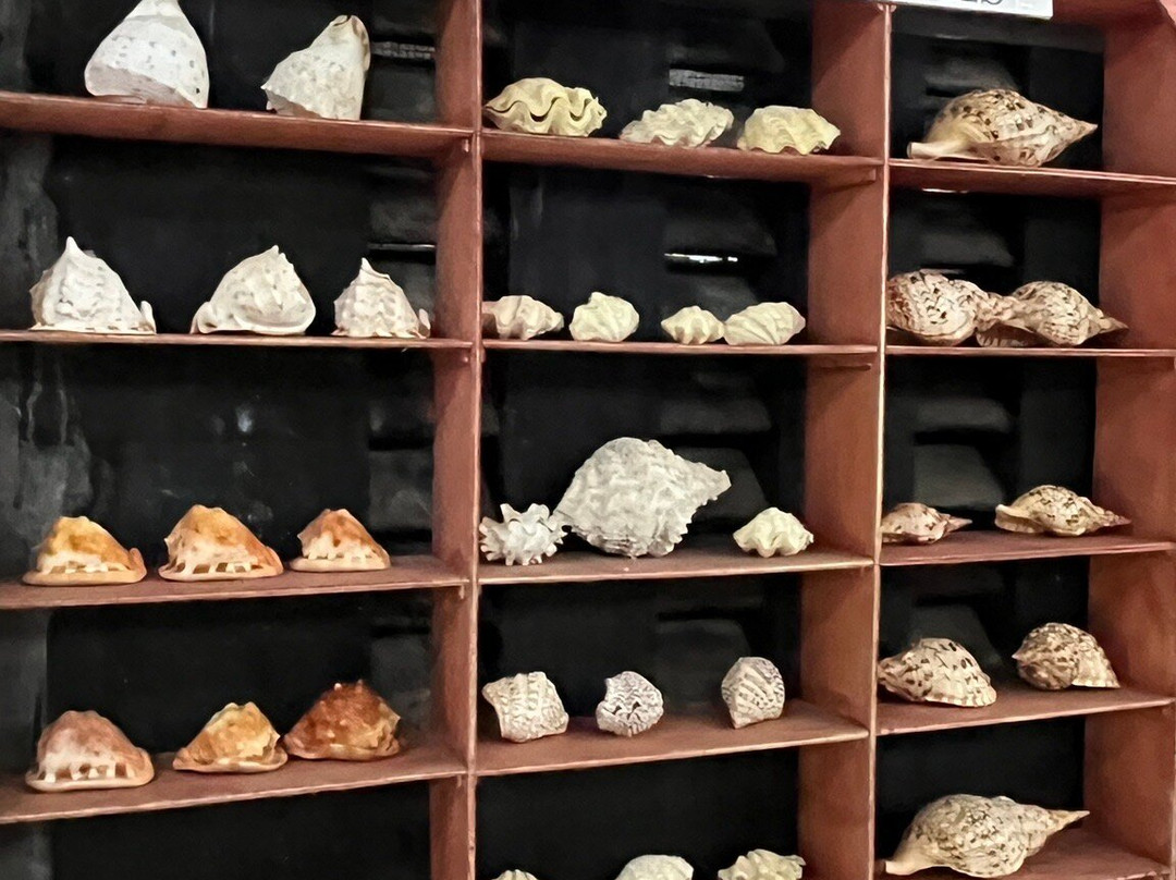Nova Shells Museum-邦劳岛必去景点