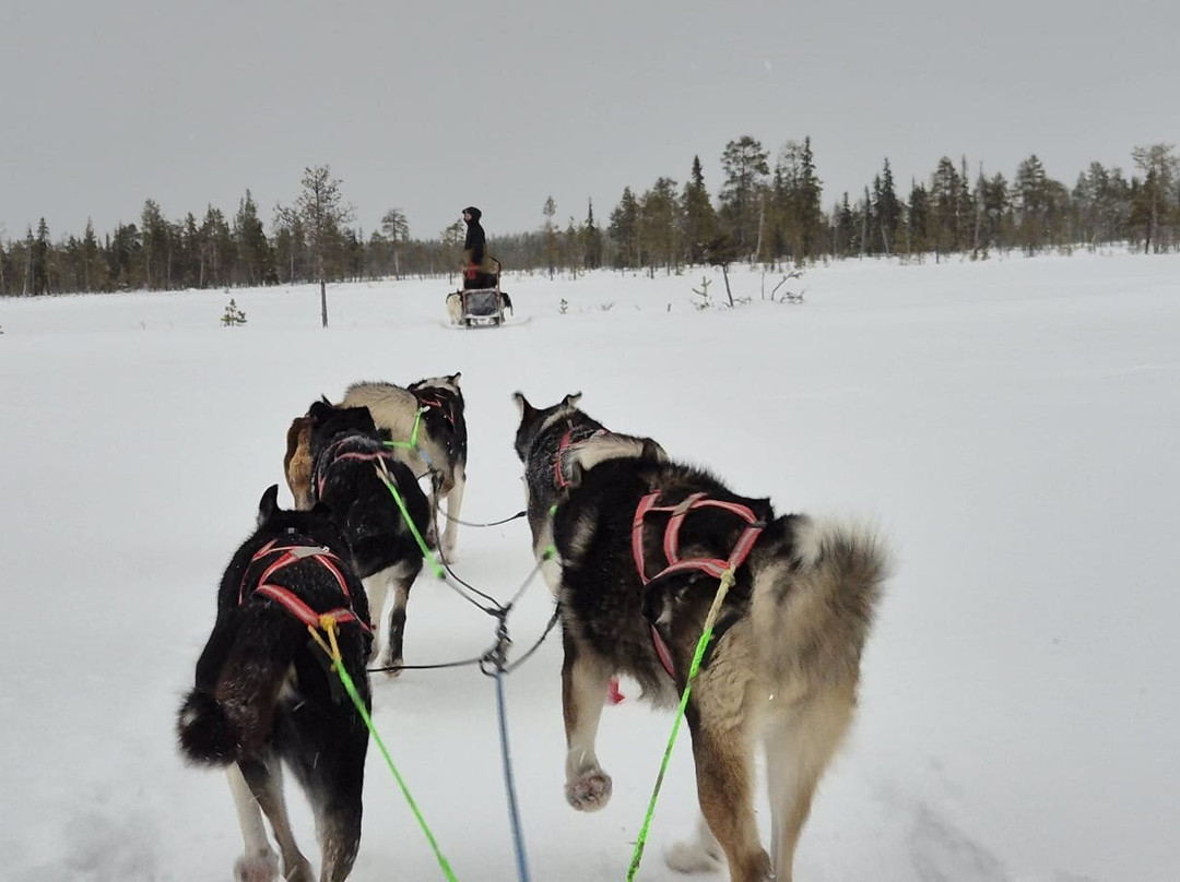 Husky Ranch Lapland-Kolari必去景点