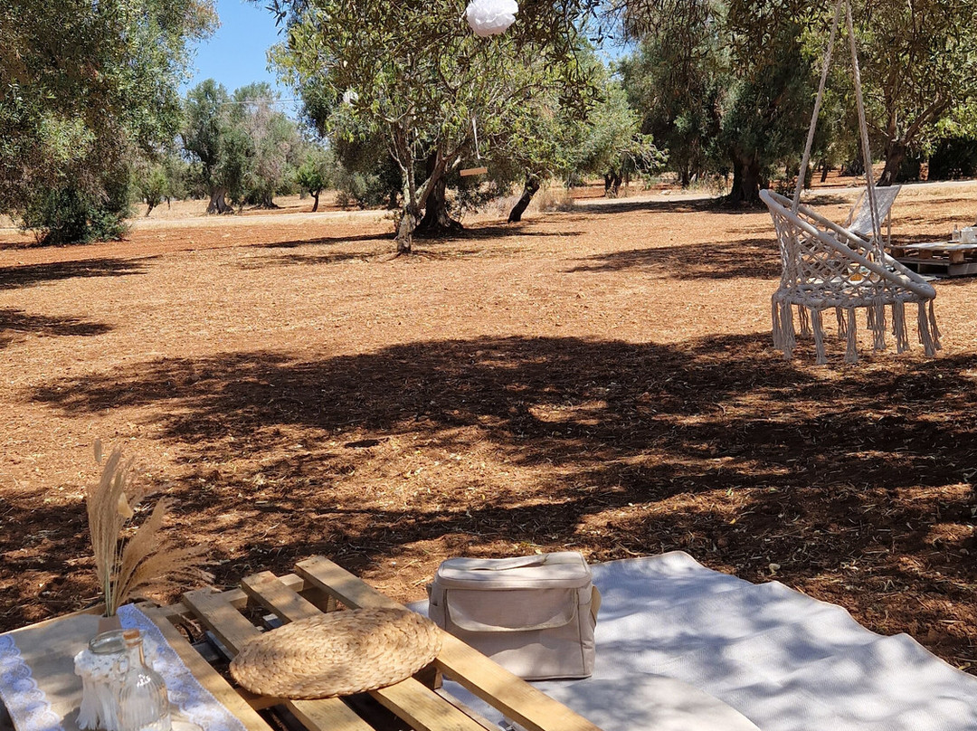 Olive Grove Experience景点图片