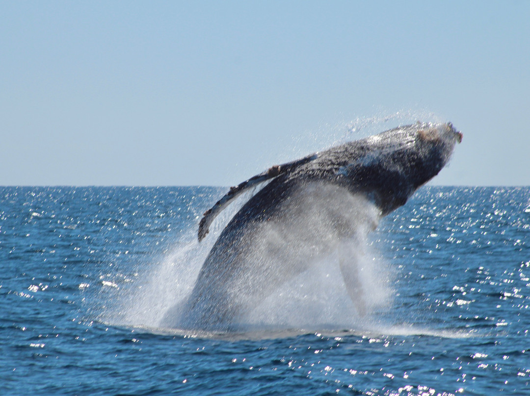 Papillon Yachts Rental Los Cabos-卡波圣卢卡斯必去景点