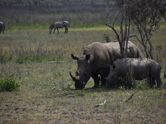 Great Native Safaris