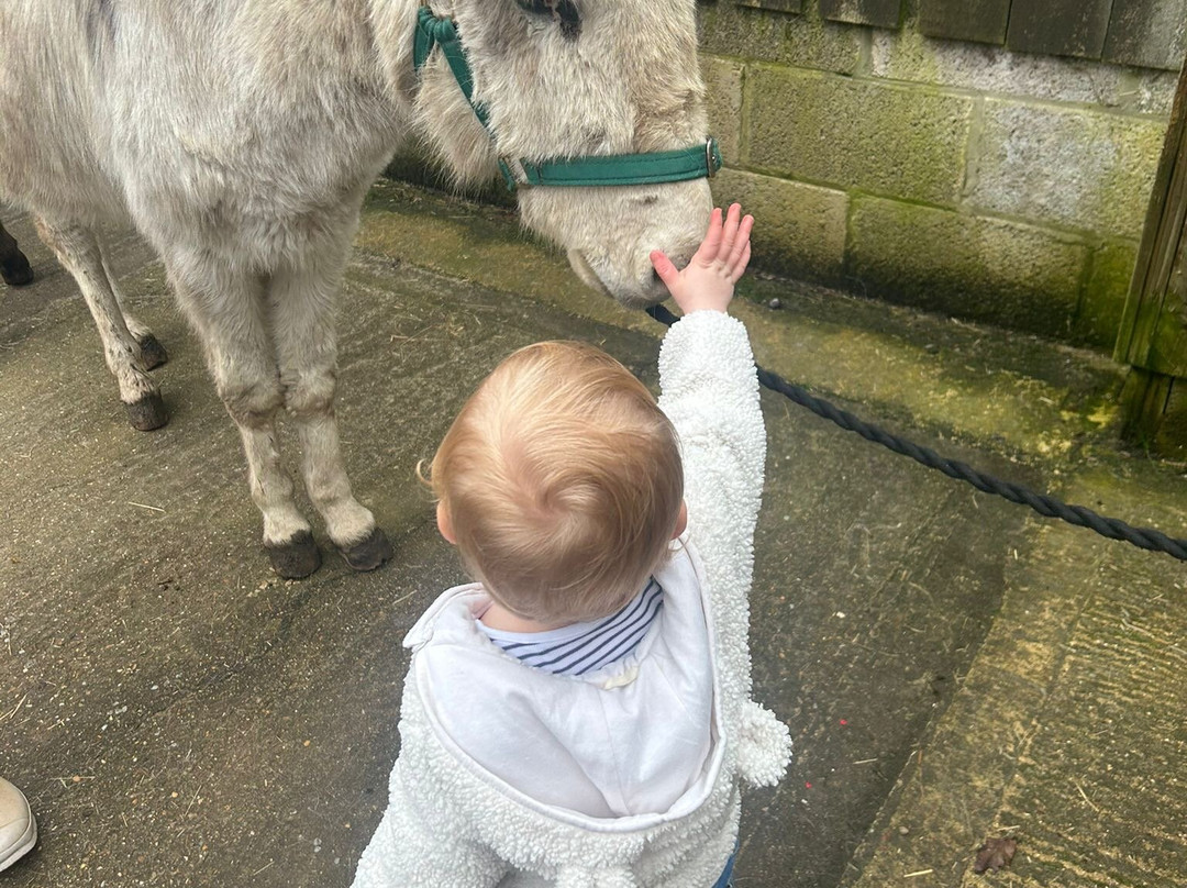 Brockenhurst Donkey Walks景点图片