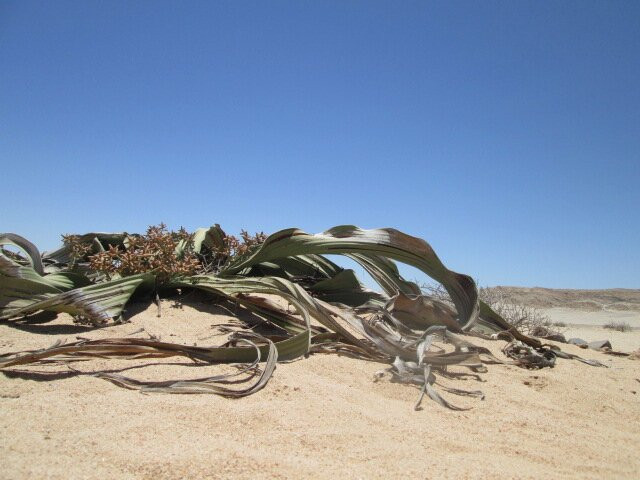 Welwitschia Plains-斯瓦科普蒙德必去景点