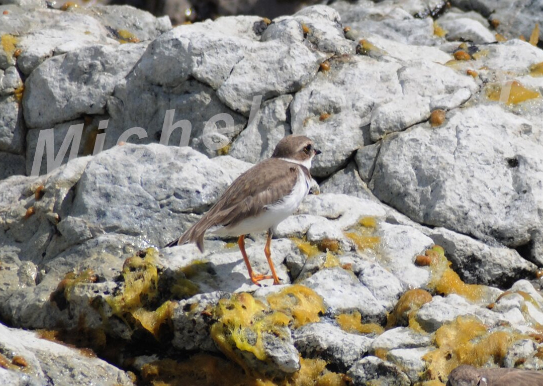 Domaine Du Grand Macabou-Le Marin必去景点