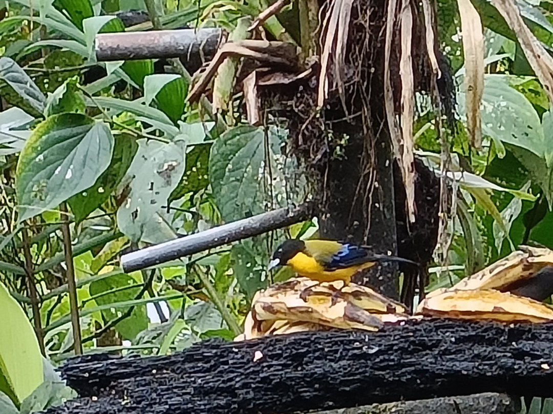 San Tadeo Birding-明多必去景点