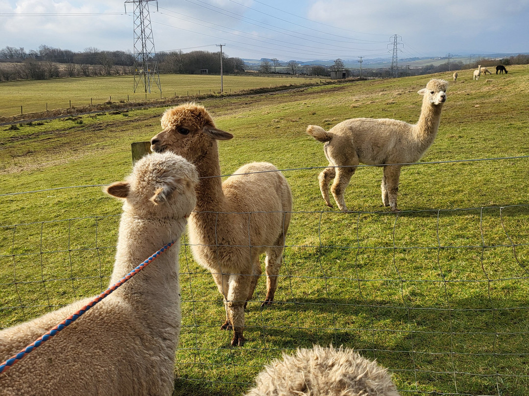 Alpacas Of Scotland Experiences Ltd景点图片