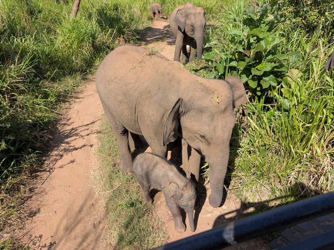 Jeep Safari With Gayan景点图片