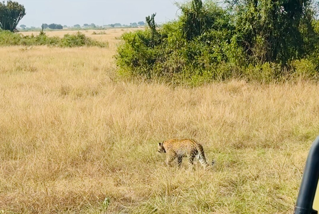 Go Gorilla Trekking-吉佳利必去景点