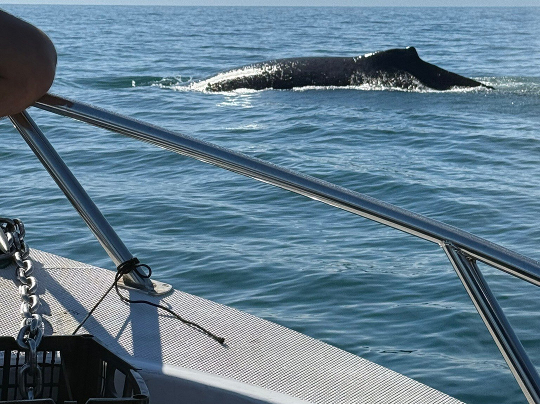 Ocean Friendly Whale Watching Tours-瓦拉塔港必去景点