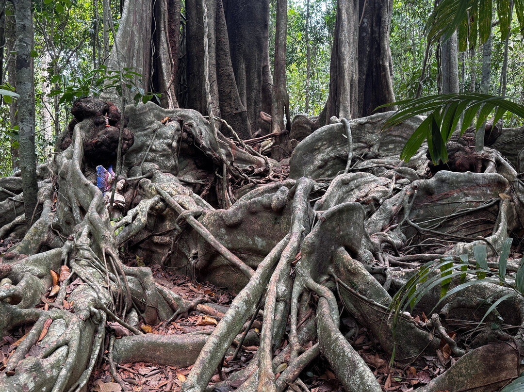 The Old Trees-阁骨岛必去景点