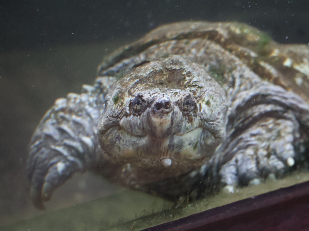 Parque Reptilandia景点图片