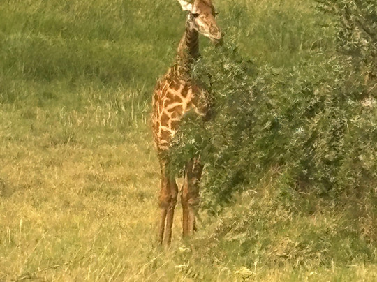 Hope Tours Africa-吉佳利必去景点