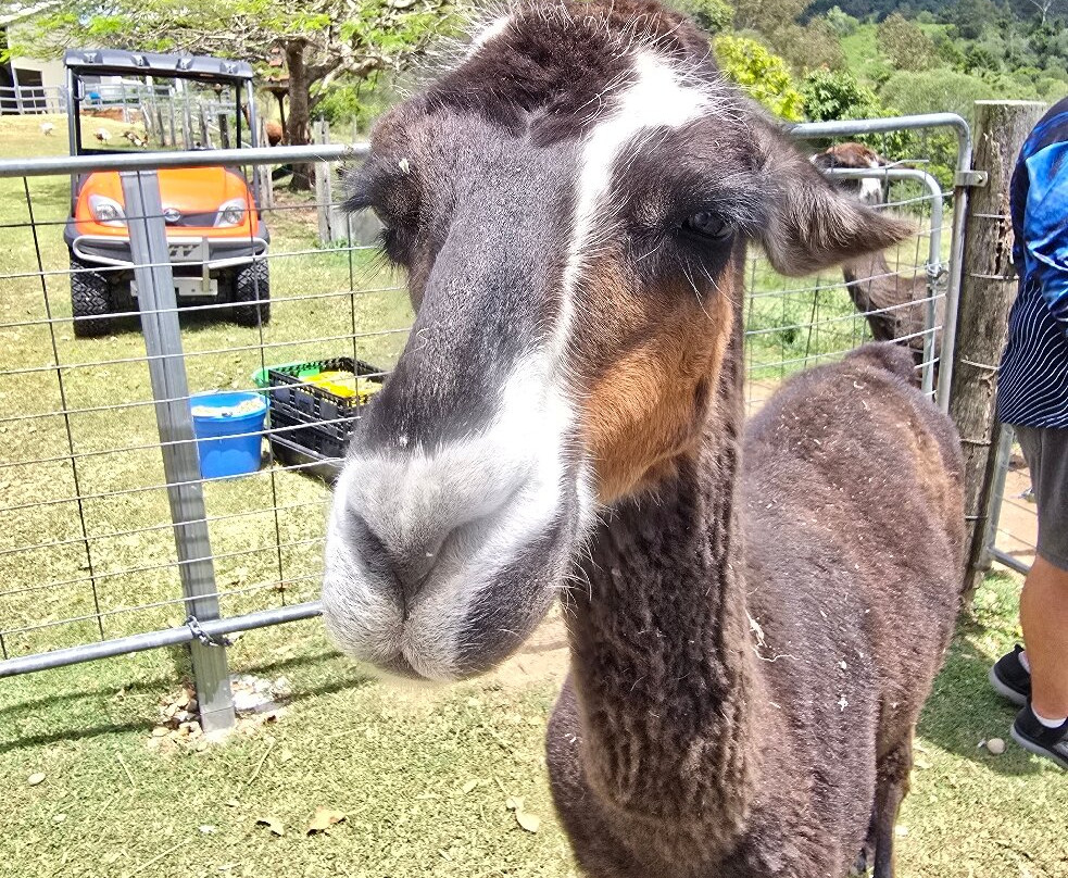 The Llama Farm景点图片