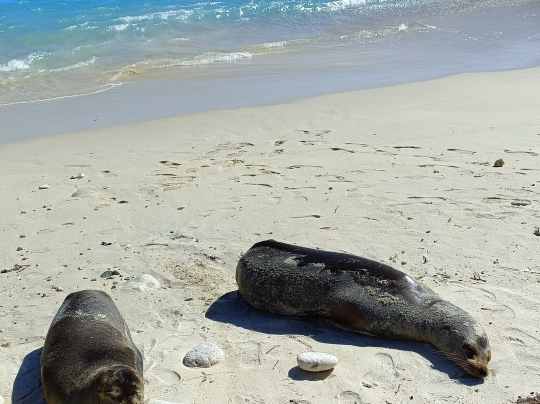 Darwin Bay-Genovesa必去景点