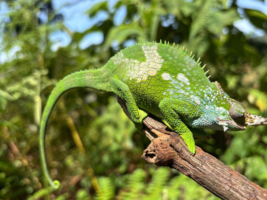 Usambara  Adventures景点图片
