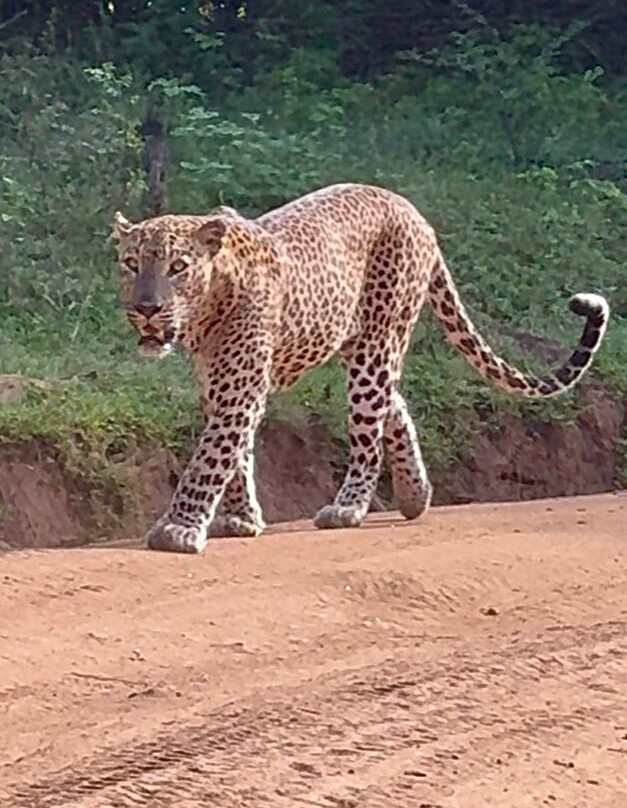 Yala Wild Gate Safari-Yala必去景点