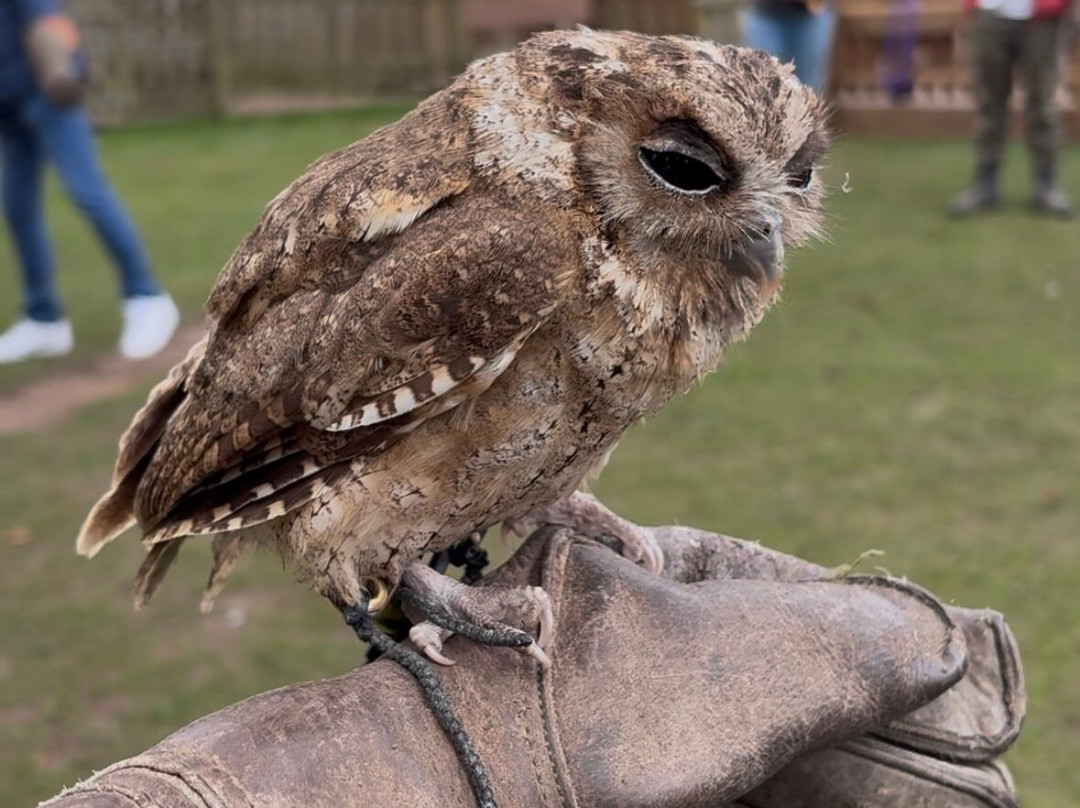 The Falconry Centre景点图片