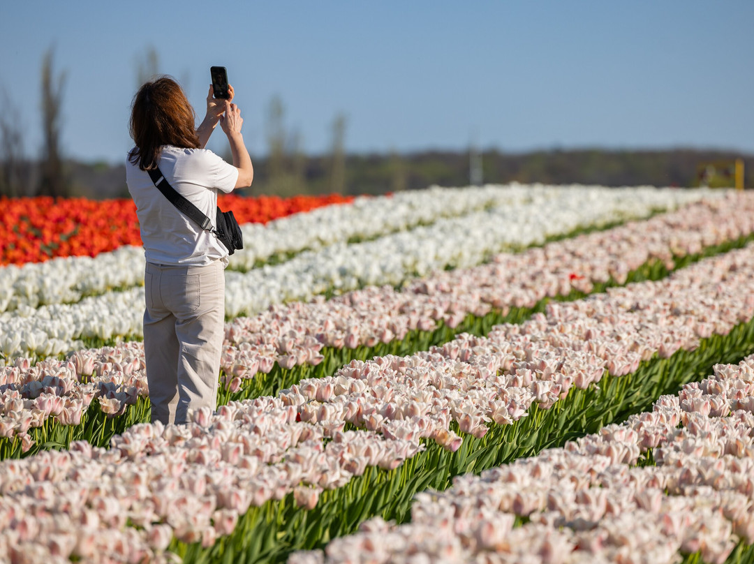 Tasc Tulip Pick Farm-Pelham必去景点