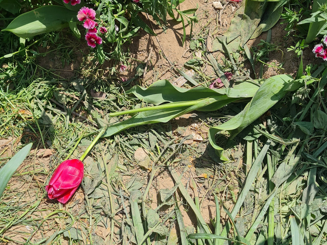 Holland Flower Park-盐城必去景点