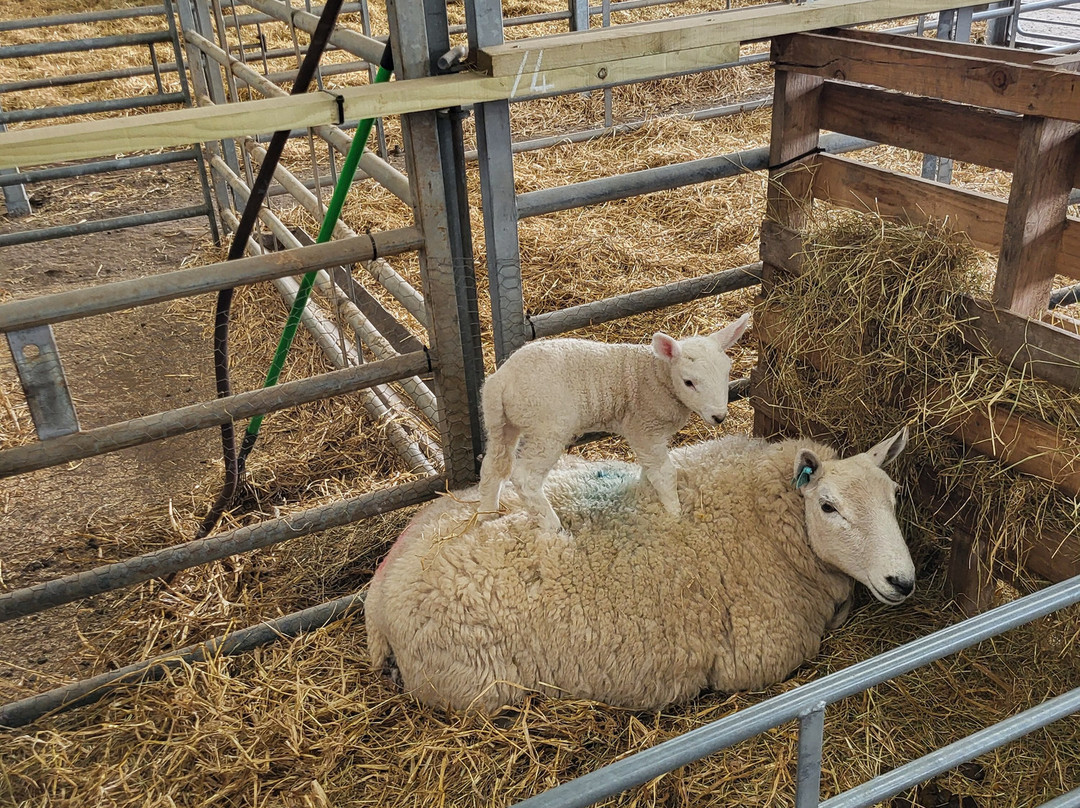 Kilmacolm Farm Tours-Cairncurran必去景点