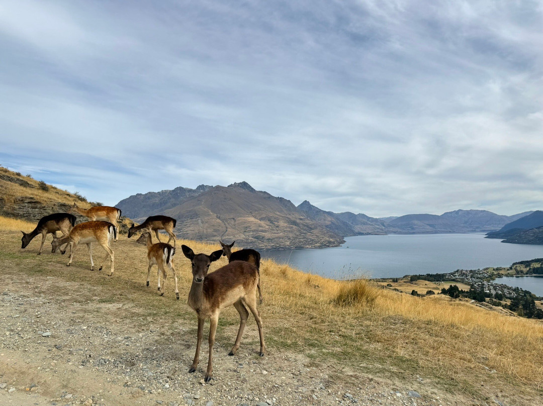 Deer Park Heights