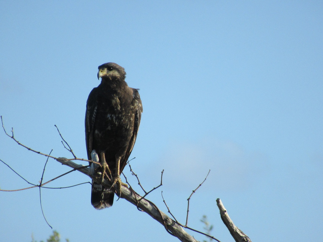 Birdwatching with Paulino Lopez Delgado-Cayo Coco必去景点