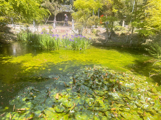 Umamioka Watamuki Shrine-日野町必去景点