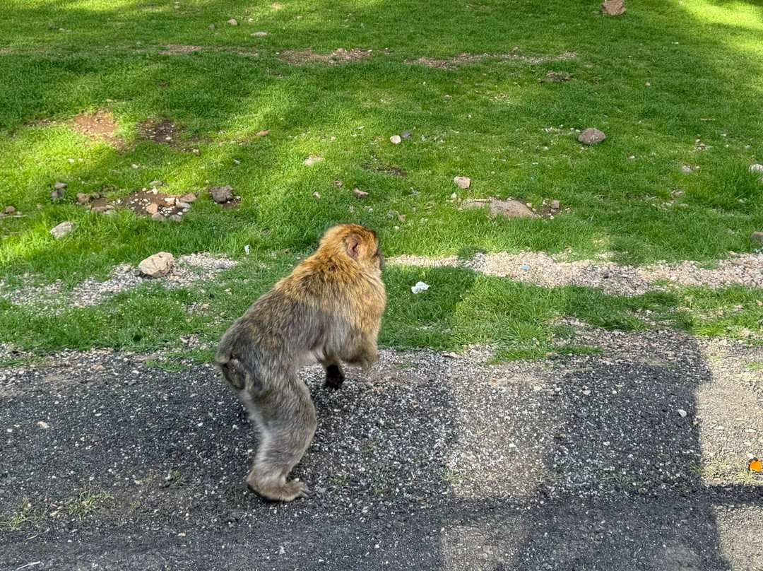 Azrou Cedar Forest-Azrou必去景点