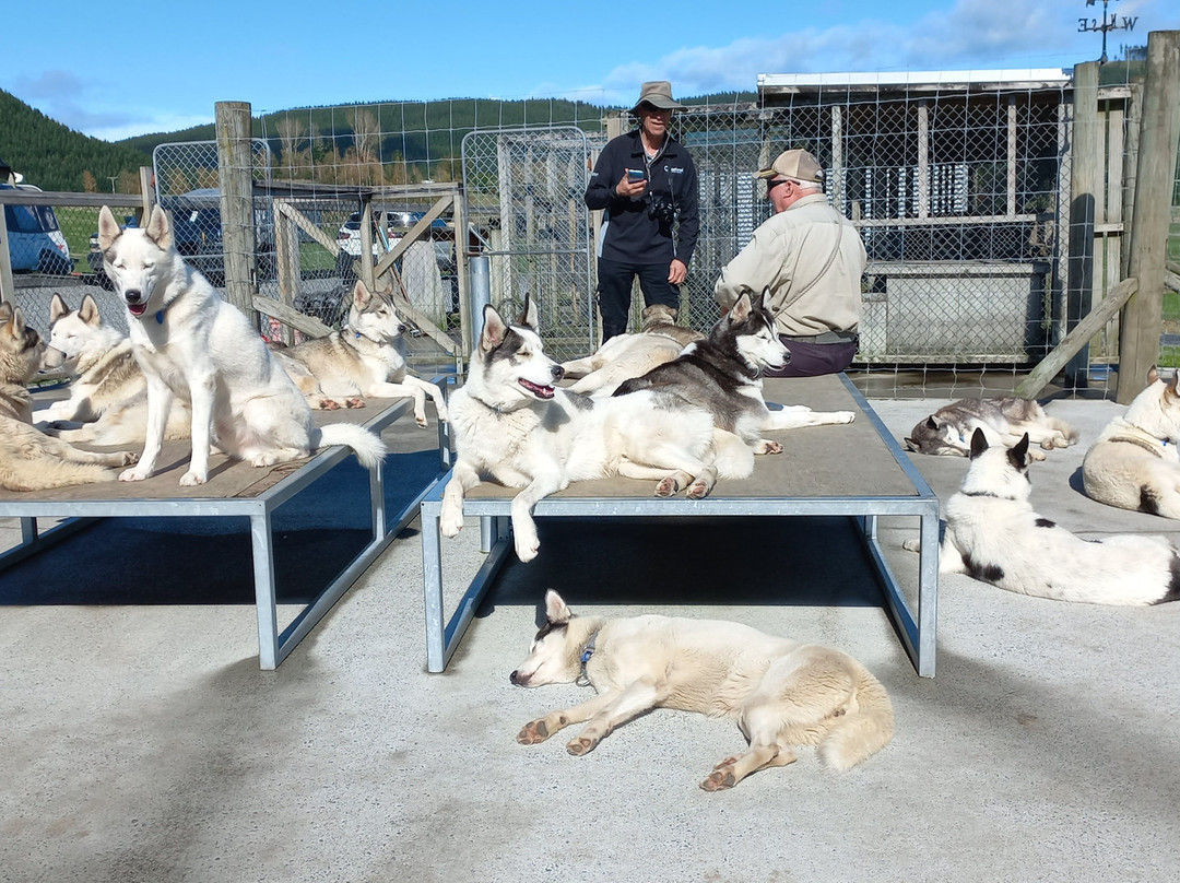 Timberline Racing Siberian Huskies景点图片