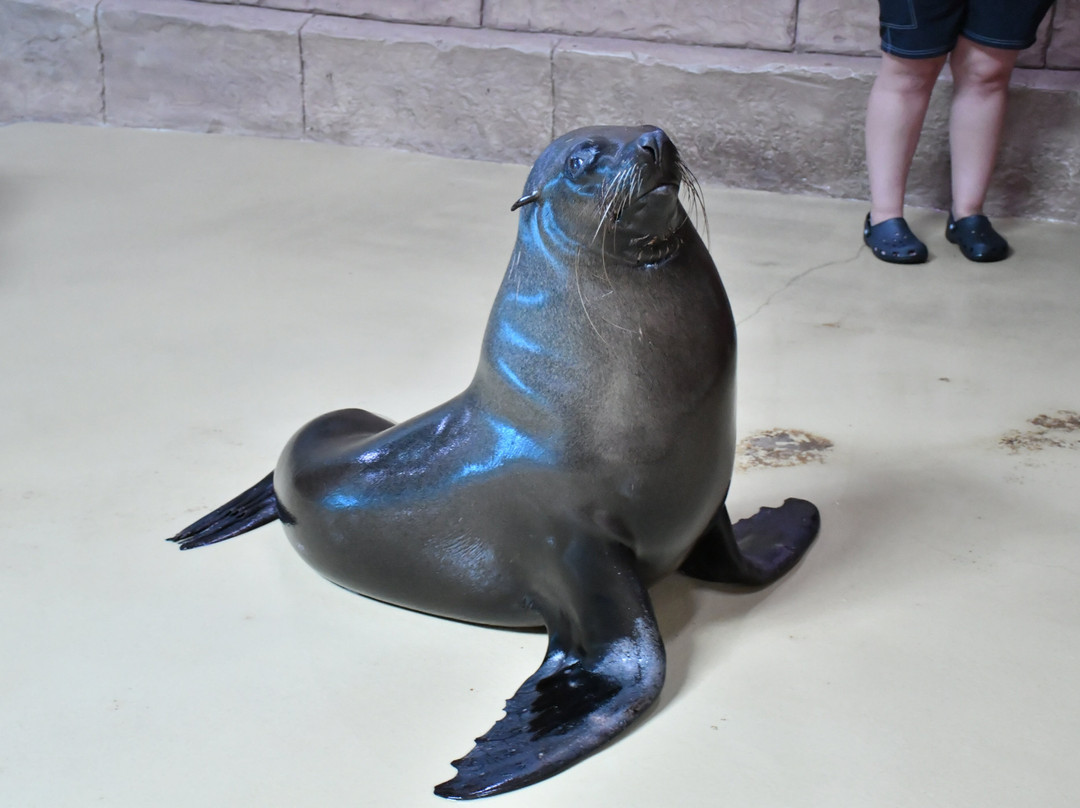 Sea Lion Point At Aquaventure World-迪拜必去景点