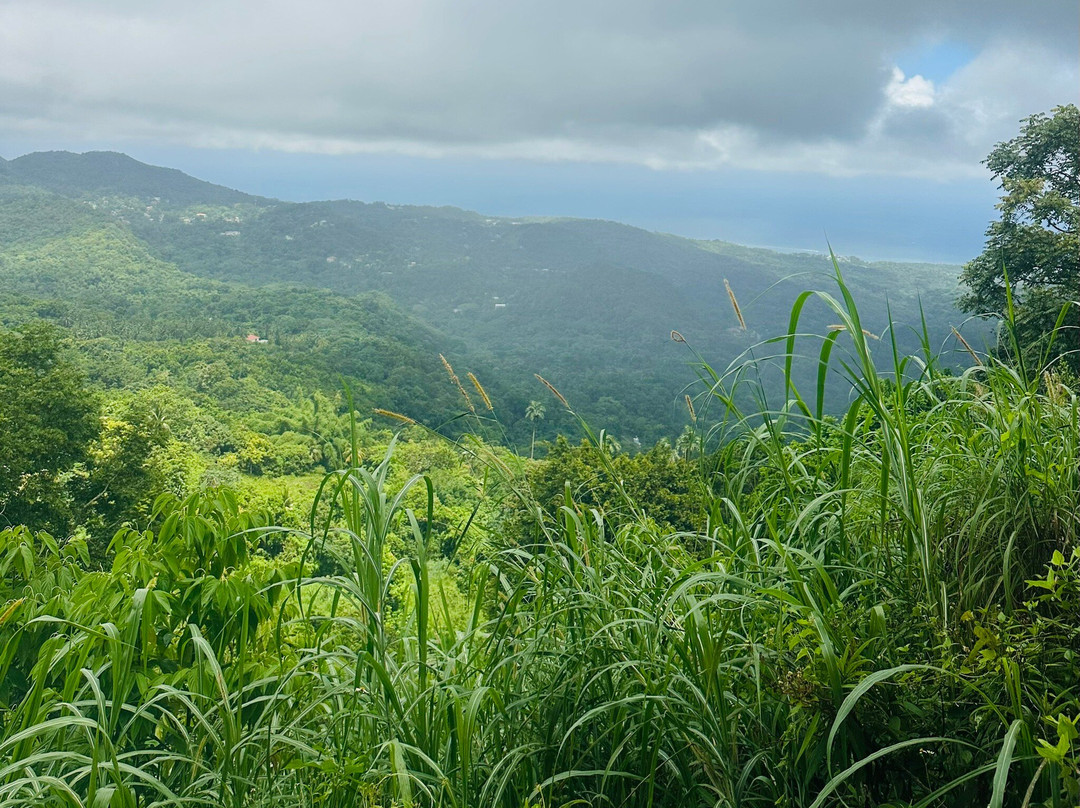 Yardie Tours-奥乔里奥斯必去景点