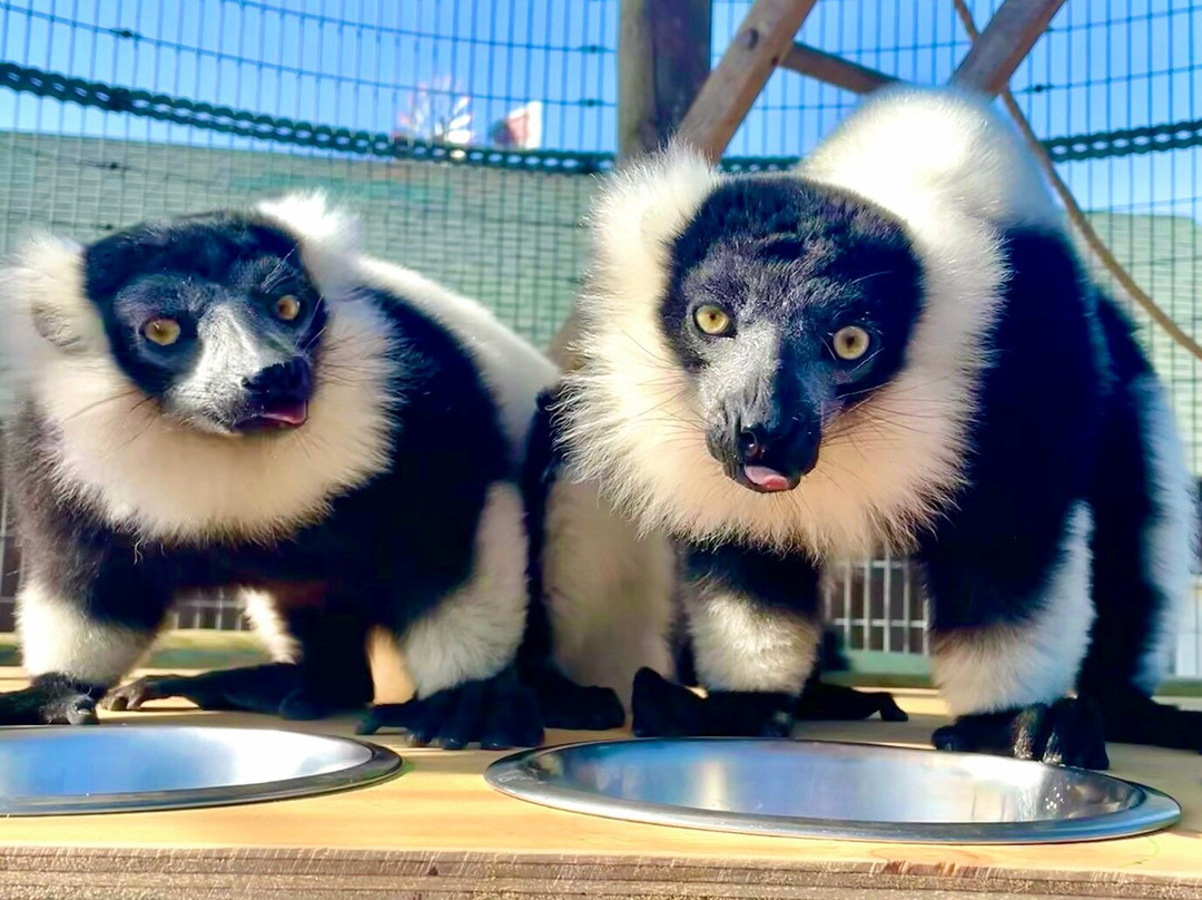 Lewis Adventure Farm & Zoo景点图片