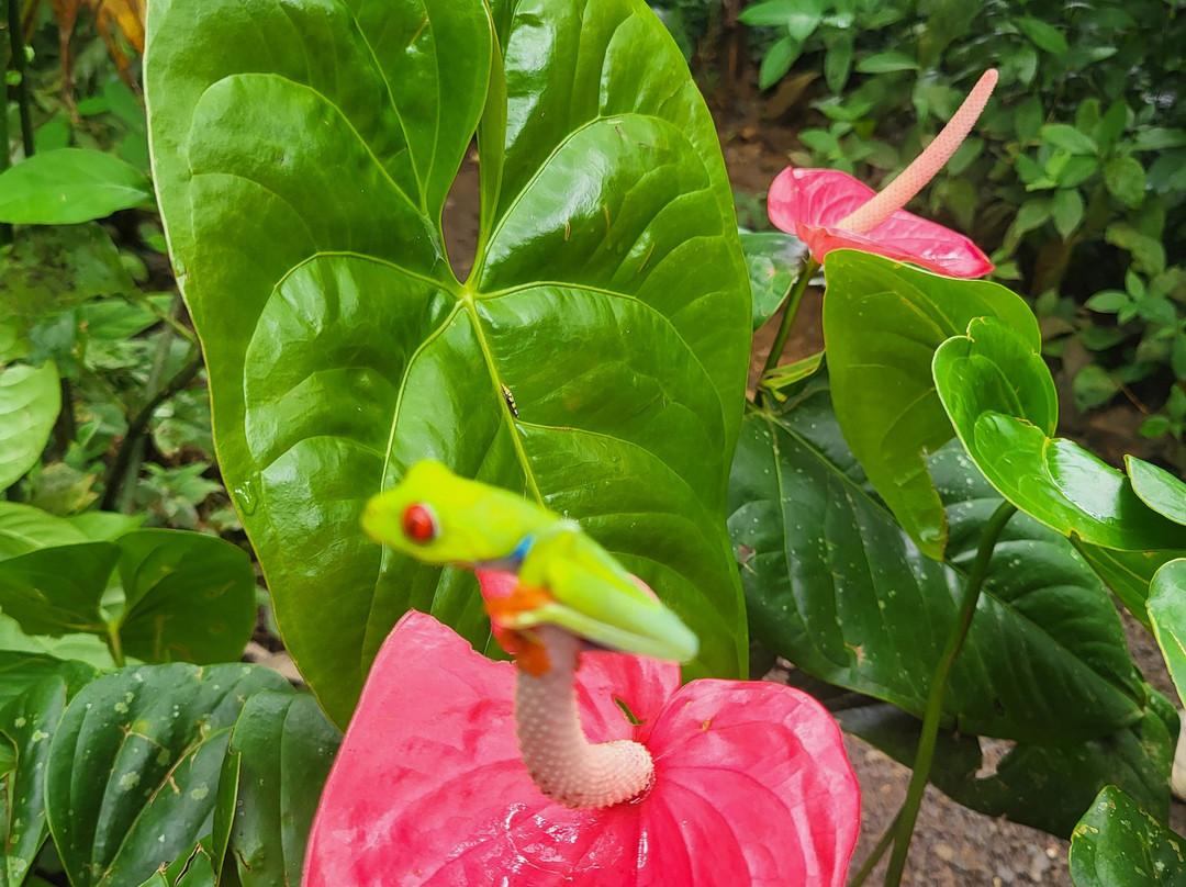 Guanadriver CR. Tours and Transfers in Costa Rica-利比里亚必去景点